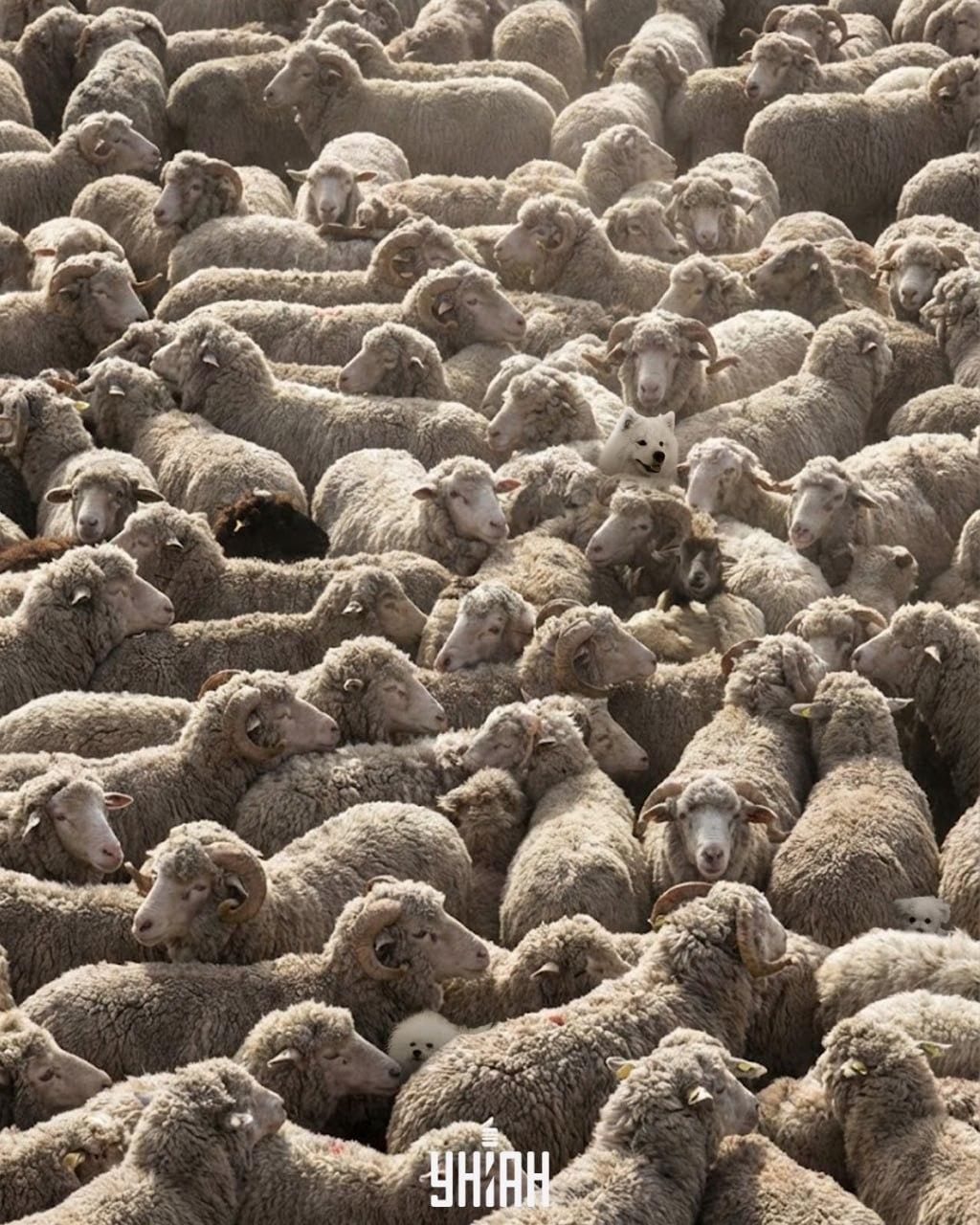 Len jeden zo 100 dokáže nájsť všetky psy na obrázku za 12 sekúnd: náročná logická hra