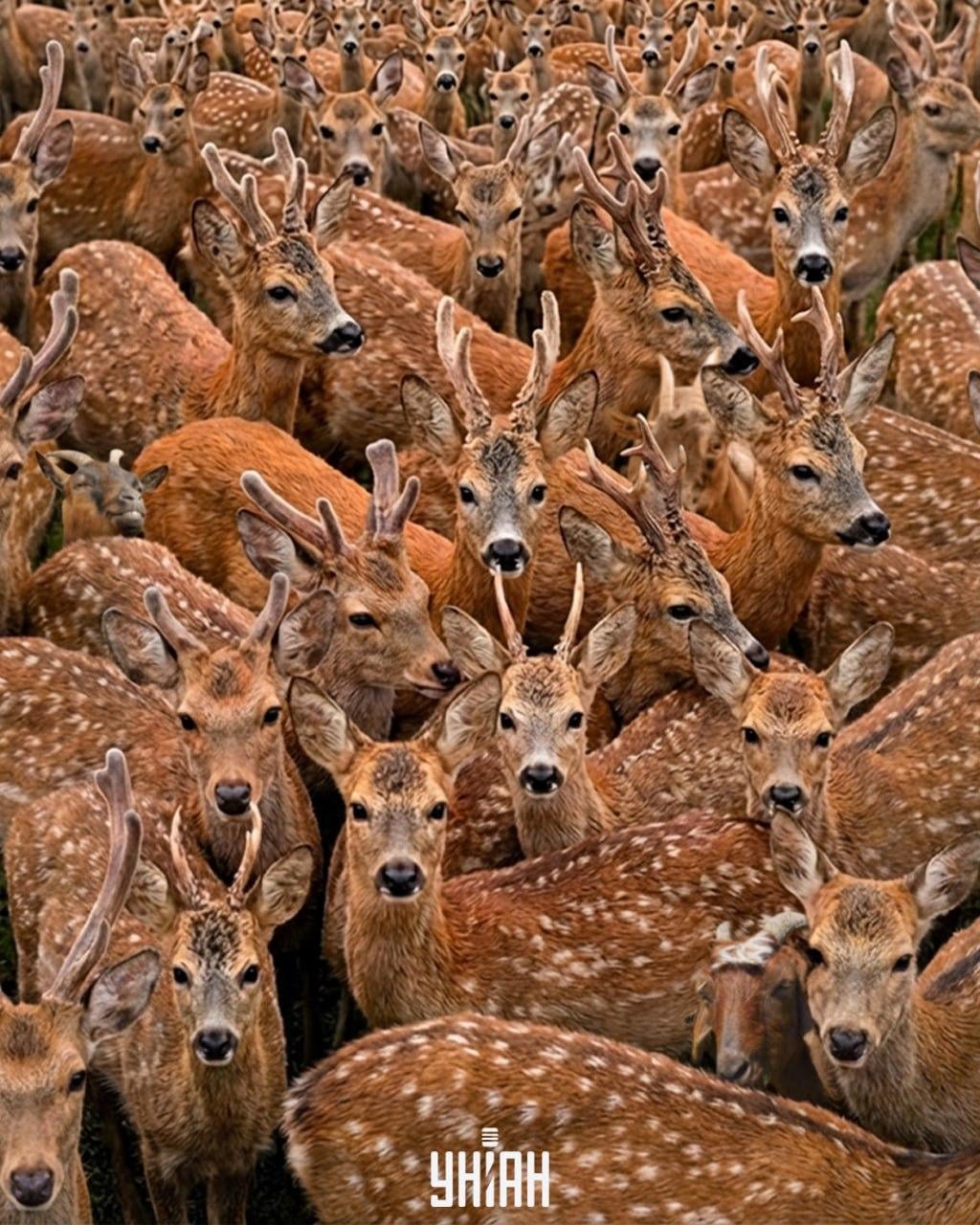 Potrebujete nájsť tri kozy medzi sobmi za 11 sekúnd: veľmi zložitý optický klam