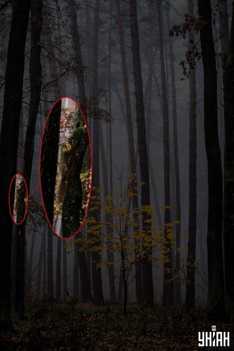 Iba 2 % ľudí dokážu nájsť veveričku v lese za 12 sekúnd: úžasný optický klam