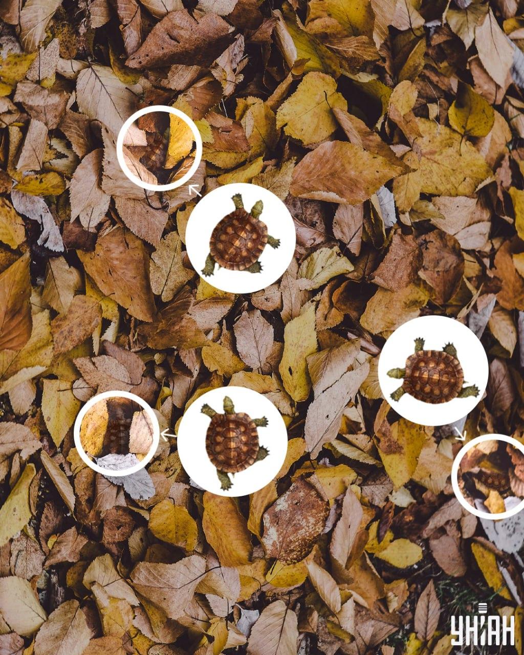 Korytnačie krunýre si možno ľahko pomýliť so zažltnutými listami / koláž Moje