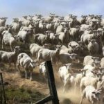 Hádanka pre tých, ktorí majú dobrý zrak: musíte nájsť psa