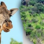 Nájdite všetky zvieratá na obrázku za 10 sekúnd: hádanka, ktorú